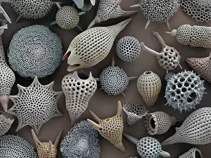 Scanning Electron Micrograph Drucke: Assorted radiolaria, false-coloured scanning electron micrograph