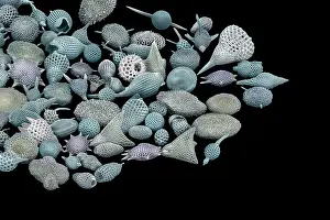 False Coloured SEM Images Drucke: Assorted radiolaria, false-coloured scanning electron micrograph