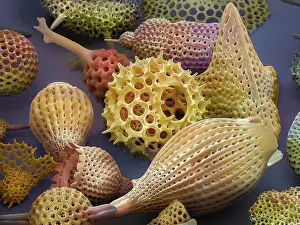 False Coloured SEM Images Drucke: Assorted radiolaria, false-coloured scanning electron micrograph