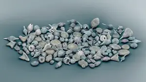 Scanning Electron Micrograph Drucke: Assorted radiolaria, false-coloured scanning electron micrograph