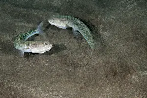 Atlantic Lizardfish Drucke: Two Atlantic lizardfish (Synodus saurus) fighting