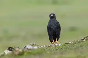 Accipitridae Family Bird Drucke: Augur buzzard (Buteo augur) dark morph