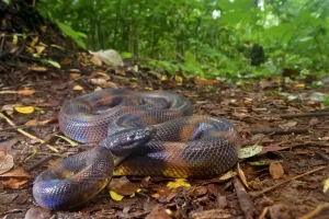 August 2021 Höhepunkte Drucke: Der Bismarckschnurpython (Bothrochilus boa) von der Willaumez-Halbinsel in Neubritannien