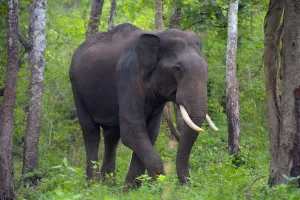 Drucke von Asiatischer Elefant (Elephas maximus), männlich, durch den Wald geht in Südindien Muridae Drucke: Asiatischer Elefant (Elephas maximus), männlich, durch den Wald geht in Südindien