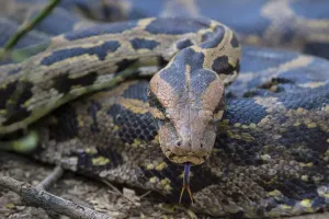 Axel Gomille Drucke: Indischer Python (Python molurus), Zungenzucken, Rajasthan, Indien