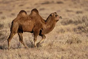 Bactrian Camel Drucke: Bactrian camel (Camelus bactrianus) domesticated