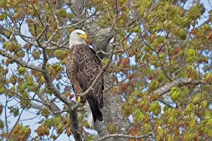 American Bald Eagle Drucke: Bald eagle (Haliaeetus leucocephalus) perched in tree