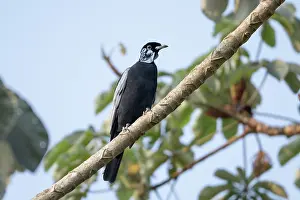 South American Songbird Drucke: Bare-necked fruitcrow (Gymnoderus foetidus) perched in tree, Aguaisal, El Beni, Bolivia
