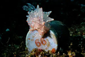 Batangas-Halgerda (Halgerda batangas) Nudibranchen kriecht über ein weggeworfenes Plastikmüll, Lembeh-Straße, Nord-Sulawesi, Indonesien, Pazifischer Ozean.