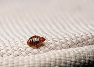 Drucke von Kreuzotter (Cimex lectularius) auf Stoff. Gezüchteter Exemplar. Kontrollierte Bedingungen. Fokus gestapelt Bettwanze Drucke: Kleidermottenlarve (Cimex lectularius) auf Stoff