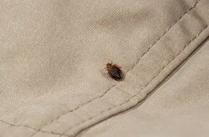 Drucke von Kreuzot (Cimex lectularius) auf Stoff. Zuchtstück. Kontrollierte Bedingungen Bettwanze Drucke: Kleiderlaus (Cimex lectularius) auf Stoff. Zuchtstück. Kontrollierte Bedingungen.