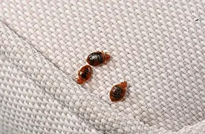 Drucke von Drei Bettwanzen (Cimex lectularius) auf Stoff. Zuchtstück. Kontrollierte Bedingungen Bettwanze Drucke: Drei Bettwanzen (Cimex lectularius) auf Stoff. Zuchtstück. Kontrollierte Bedingungen