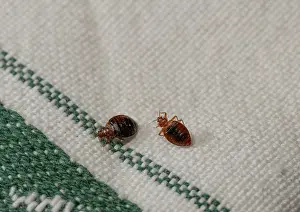 Cimex Lectularius Drucke: Two Bed bugs (Cimex lectularius) on cloth. Bred specimen. Controlled conditions
