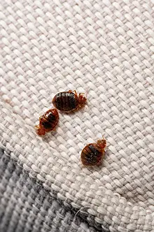 Drucke von Drei Bettwanzen (Cimex lectularius) auf Stoff. Züchtet exemplarisch. Kontrollierte Bedingungen Bettwanze Drucke: Drei Bettwanzen (Cimex lectularius) auf Stoff. Zuchtstück. Kontrollierte Bedingungen.