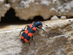 Trichodes Apiarius Drucke: Bee beetle / Bee-wolf (Trichodes apiarius) a nest parasite of bees
