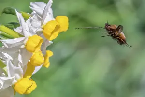 UK Insect Photography Drucke: Bee fly (Bombylius major) in flight