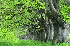 Fagus Sylvatica UK Drucke: Beech (Fagus sylvatica) avenue in spring, near Kingston Lacey, Dorset, England, UK. April