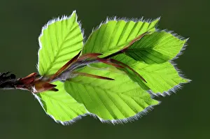 Beech Leaves Drucke: Beech (Fagus sylvatica) leaves in spring, Dorset, England, UK. May. Studio shot
