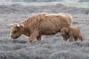 Hochlandkuh Drucke: Hochlandrind (Bos taurus), Kälber mit Rindernanzung, Texeler in den Niederlanden im April