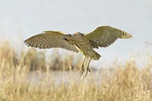 Botaurus Stellaris Images Drucke: Bittern (Botaurus stellaris) coming into land, Cley, Norfolk, UK. April