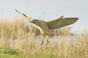 Great Britain Bird Species Drucke: Bittern (Botaurus stellaris) coming into land, Cley, Norfolk, UK. April