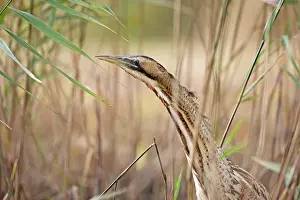 England Wildlife Photos Drucke: Bittern (Botaurus stellaris) among reeds, head portrait, Suffolk, England, UK. November