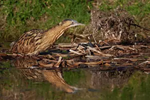 Botaurus Stellaris Drucke: Bittern (Botaurus stellaris) resting on dead vegetation in water