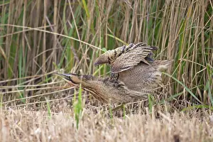 Bittern Bird Drucke: Bittern (Botaurus stellaris) shaking its feathers among reedbed
