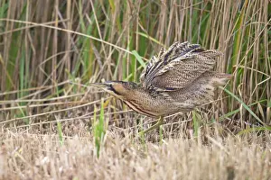 Bittern Bird Drucke: Bittern (Botaurus stellaris) shaking its feathers among reedbed