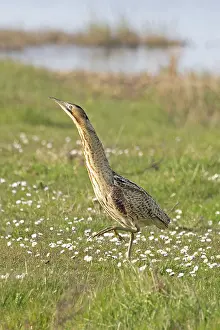 Botaurus Stellaris Drucke: Bittern (Botaurus stellaris) standing on grass, Cley, Norfolk, England, UK. April