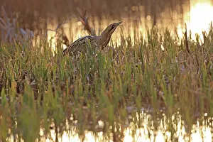 Bittern Bird Drucke: Bittern (Botaurus stellaris) standing among vegetation at water's edge at sunset