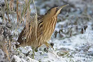 Bittern Bird Drucke: Bittern (Botaurus stellaris) walking over snow-covered grass