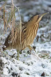 Botaurus Stellaris Images Drucke: Bittern (Botaurus stellaris) walking over snow-covered grass