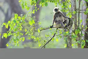 Karnataka Wildlife Photos Drucke: Black-footed gray langur (Semnopithecus hypoleucos) sitting in a tree