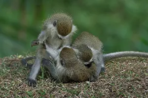 Gerahmter Druck : Drei blaue Affen (Cercopithecus mitis) Junge, spielen, Uganda. Gerahmter Druck : Drei blaue Affen (Cercopithecus mitis) Junge, spielen, Uganda.