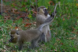 Zwei Blaue Meerkatzen (Cercopithecus mitis) allogroomen, Uganda.