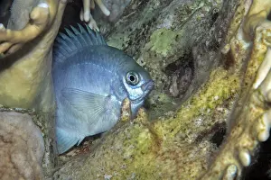 Damselfish Species Drucke: Blue puller (Chromis caerulea) on reef at night