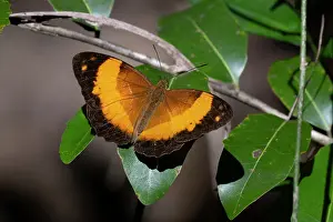 Wildlife Australia Drucke: Bordered rustic butterfly (Cupha prosope) basking on leaf in riverine forest