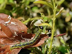 Kätzchen der Boxblattspanner (Cydalima perspectalis) streckt sich aus einem toten Blätterversteck heraus, um auf grünen Blättern eines Busch-Boxenstrauchs (Buxus sempervirens) im Garten in Wiltshire, England zu fressen.