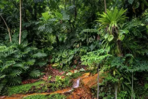 Tropical Plant Species Drucke: Breadfruit tree (Artocarpus altilis) providing shade to tropical plants growing along hot volcanic stream in a garden