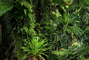 Lush Green Foliage Drucke: Breadfruit tree (Artocarpus altilis) providing shade to tropical plants growing along hot volcanic stream in a garden