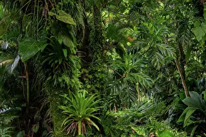 Lush Green Foliage Drucke: Breadfruit tree (Artocarpus altilis) providing shade to tropical plants growing along hot volcanic stream in a garden