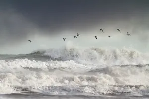 Kurzeln (Numenius arquata) fliegen über dem Meer während eines Sturms in Wales im Vereinigten Königreich Dezember. Sehr hervorragend bewertet, Habitatdivision, British Wildlife Photography Awards (BWPA)-Wettbewerb 2012