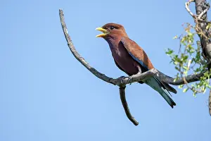 West African Wildlife Drucke: Broad-billed roller (Eurystomus glaucurus) perched on branch calling