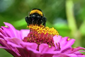 Wildlife Switzerland Drucke: Bumblebee (Bombus sp.) nectaring on pollen, Lucerne, Switzerland. July