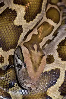 Gerahmter Druck : Burmese Python (Python molurus bivittatus) gewunden, Kopfporträt. Gefangenschaft. Gerahmter Druck : Burmese Python (Python molurus bivittatus) gewunden, Kopfporträt. Gefangenschaft.