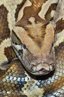 Gerahmter Druck : Burmese Python (Python molurus bivittatus) gewunden, Kopfporträt. Gefangenschaft. Gerahmter Druck : Burmese Python (Python molurus bivittatus) gewunden, Kopfporträt. Gefangenschaft.