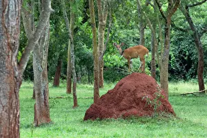 Wildlife In Uganda Drucke: Bushbuck (Tragelaphus scriptus scriptus) standing on top of large termite mound among trees