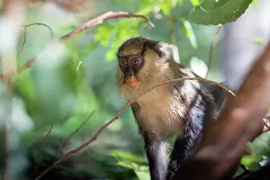 Old World Monkeys Africa Drucke: Campbell's monkey (Cercopithecus campbelli) sitting in tree