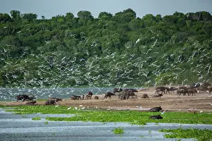 Gerahmter Druck : Kafferbüffel (Syncerus caffer caffer) Herde wallt im Fluss und steht entlang des Ufer mit einem Schwarm von Dickschnabellummen (Gelochelidon nilotica), die über ihm in der Luft fliegen. Gerahmter Druck : Kafferbüffel (Syncerus caffer caffer) Herde wallt im Fluss und steht entlang des Ufer mit einem Schwarm von Dickschnabellummen (Gelochelidon nilotica), die über ihm in der Luft fliegen.